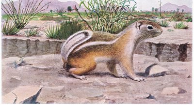 White Tailed Antelope Squirrel foraging for seeds, fruit and insects by Louis Agassiz Fuertes